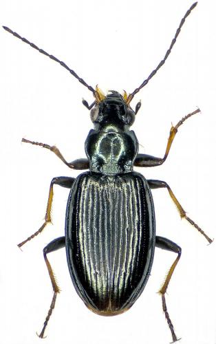 Bembidion tibiale